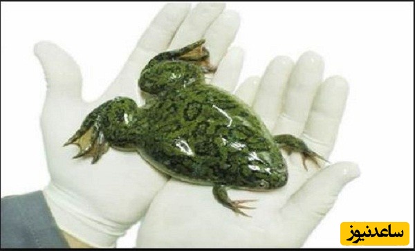 منابع دروس آزمون رشته زیست شناسی جانوری بیوسیستماتیک و ضرایب آن در مقطع دکتری