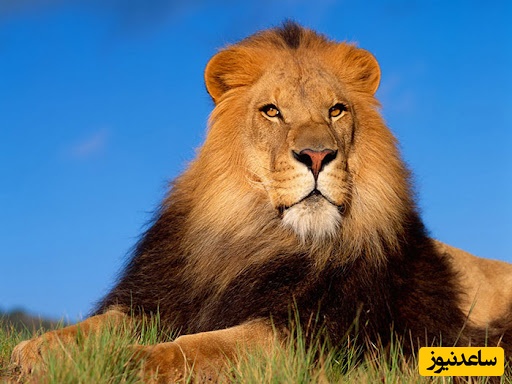 (ویدئو) این 4 کلمه‌ فرق ذهنیت میلیونرها و مردم عادی است!