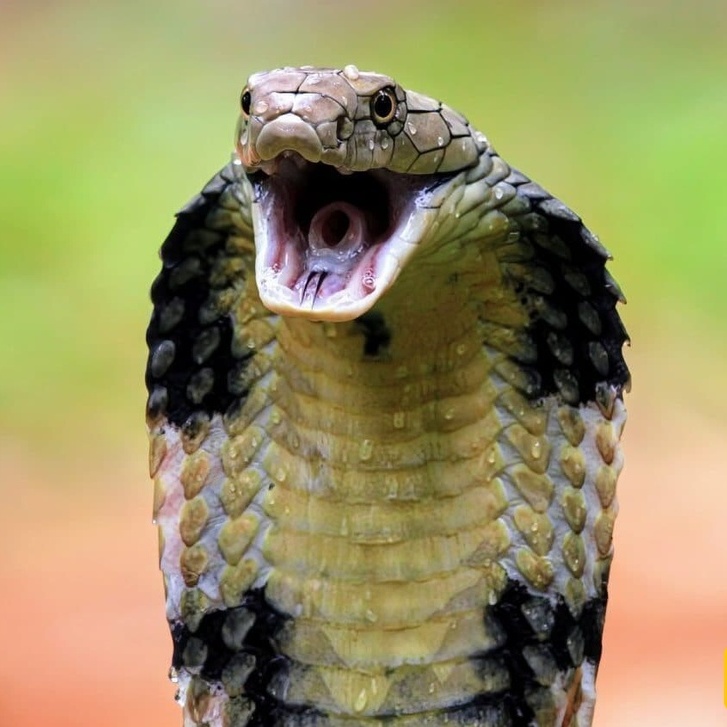 (ویدیو) رویارویی با غول خزنده! عملیات خطرناک و هیجان‌انگیز برای گرفتن مار کبرا 4 متری!