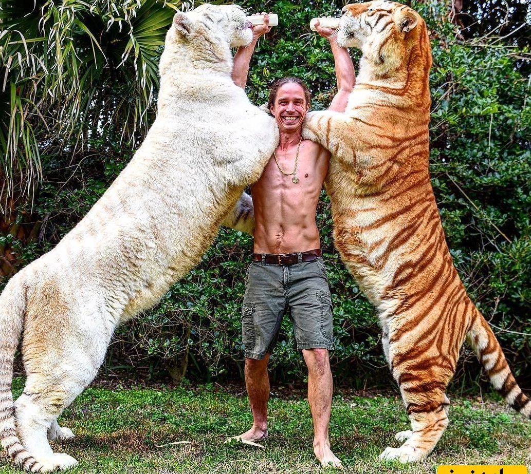 (ویدئو) مستند حیات وحش حیوانات/ راز بقا، این داستان:نبرد نفس‌گیر شیر و ببر