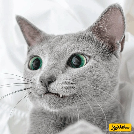 گربه