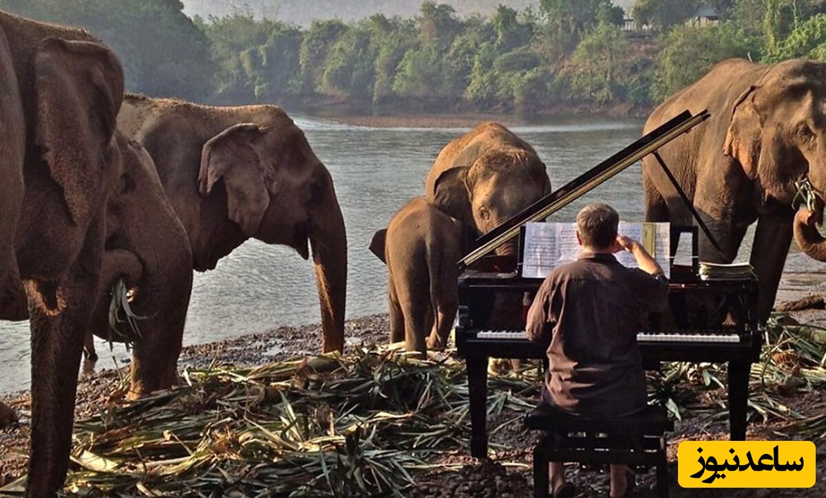 درمان فیل های نابینا با نواختن موسیقی کلاسیک + ویدیو