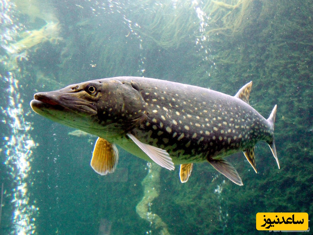 دیدن اردک ماهی در خواب چه تعبیری دارد ؟ / تعبیر خواب اردک ماهی