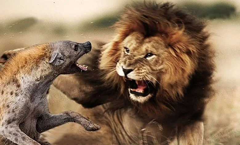 مستند حیات وحش؛ دزدیدن لاشه از کفتارها به سبک شیر نر زورگو و قلدر+فیلم