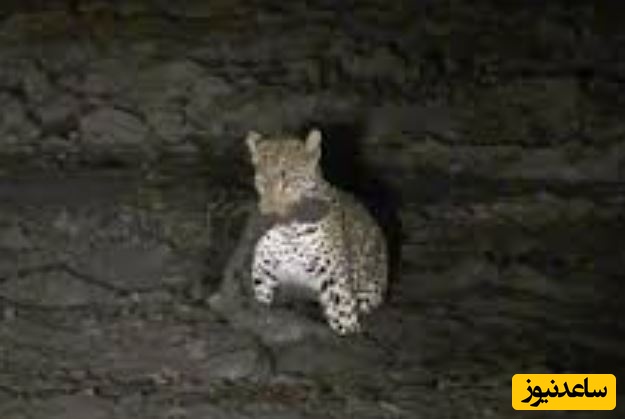 (ویدئو) حیات وحش ؛ مستند حیات وحش حیوانات/  لحظه دیدنی صید ماهی توسط پلنگ و مواجه شدن با اسب آبی در گل و لای