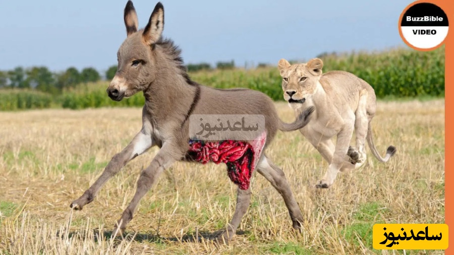 حیات وحش ؛ مستند حیات وحش حیوانات/  شیر ، کره خر