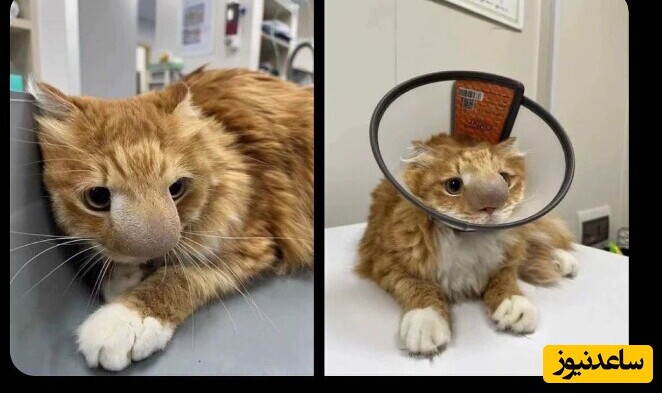 ویدئویی عجیب از جراحی بینی گربه که به سرعت در فضای مجازی پربازدید شد