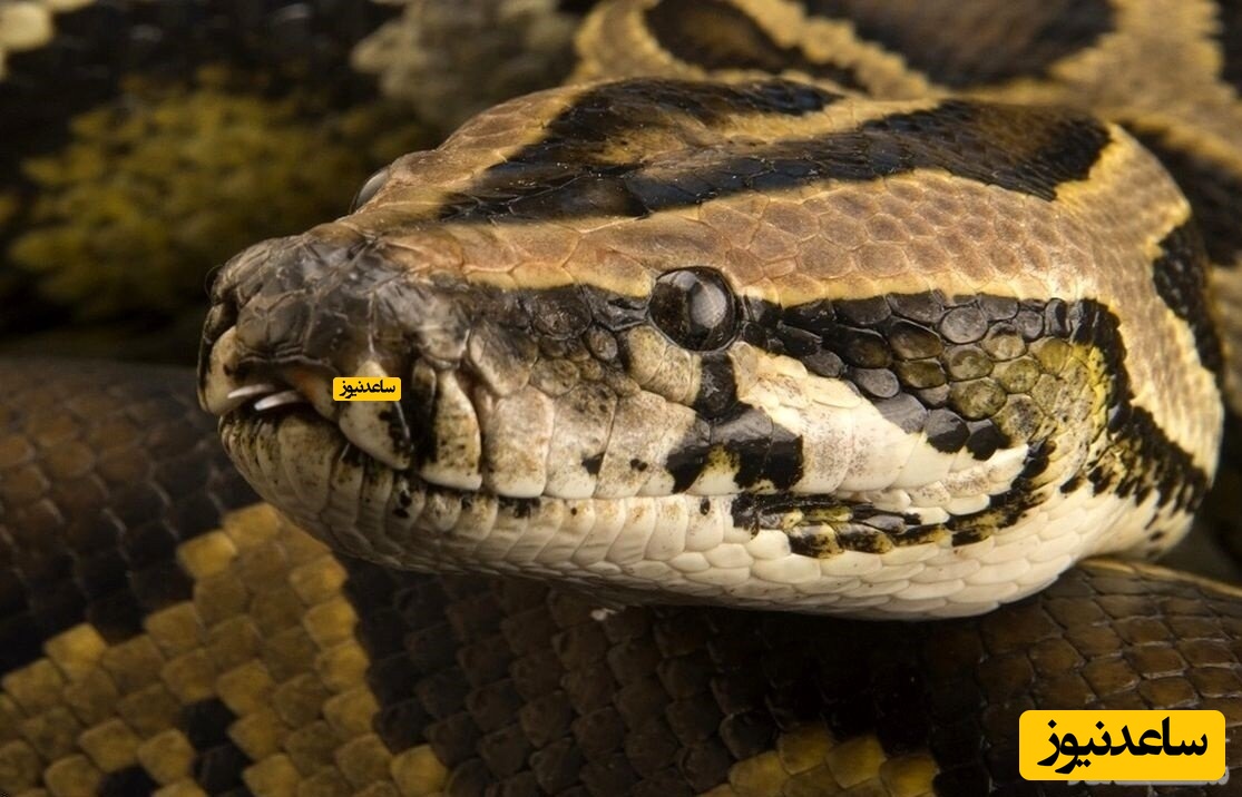 افتادن وحشتناک مار آناکوندای چند صد کیلویی از سقف به داخل خانه/ اهل خانه از ترس سنکوپ کردند