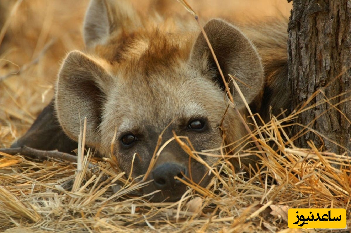 حقایقی جالب درباره دنیای شگفت انگیز حیوانات