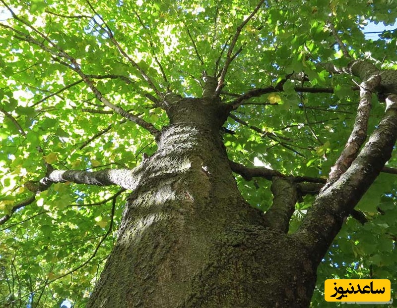 دیدن درخت آبنوس در خواب چه تعبیری دارد؟ /  تعبیر خواب آبنوس