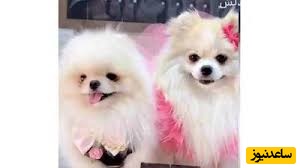 عکس | جشن عروسی میلیاردی برای 2 سگ در تهران ! / از حلقه طلا و سرویس های طلای لاکچری تا آرایش خفن !