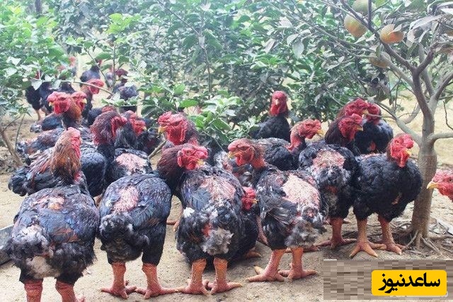 مرغ دونگ تائو