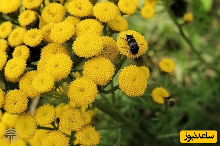 گیاه مخلصه: گنجینه‌ای از خواص درمانی و نکاتی در باب مصرف آن