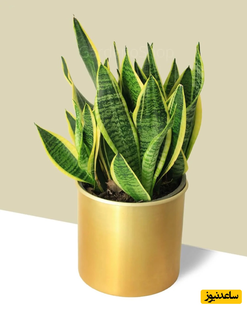 معرفی گیاه سانسوریا