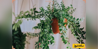 چگونه متوجه شویم گیاه آویز به آب نیاز دارد؟ | فوت و فن مراقبت و آبیاری گیاهان آویز