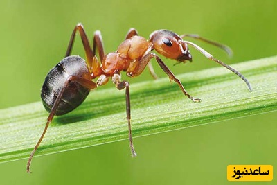 (ویدیو) مهندسی حیرت‌انگیز مورچه‌ها؛ از لانه‌ای 8 متری در دل خاک تا فرمانروایی ملکه و ارتش کارگران