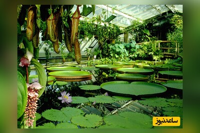 گشت و گذاری لذت بخش در هلندی‌ترین منطقه گردشگری تهران/ فقط تا اواسط خرداد فرصت دارین تا اینهمه زیبایی رو از نزدیک ببینید