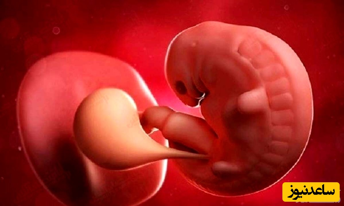 حقایقی درباره هفته ششم بارداری