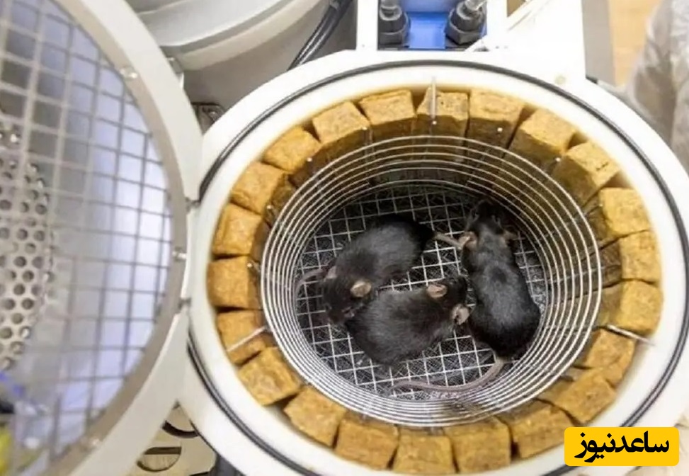 موش فضانورد پس از بازگشت از فضا 9 توله به دنیا آورد/ عجیب ولی واقعی+ ویدئو