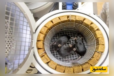 موش فضانورد پس از بازگشت از فضا 9 توله به دنیا آورد/ عجیب ولی واقعی+ ویدئو