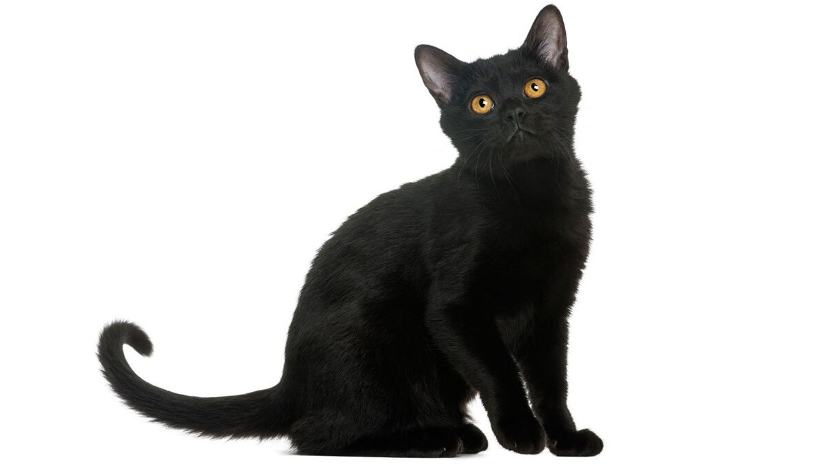 خصوصیات و ویژگی های گربه سیاه