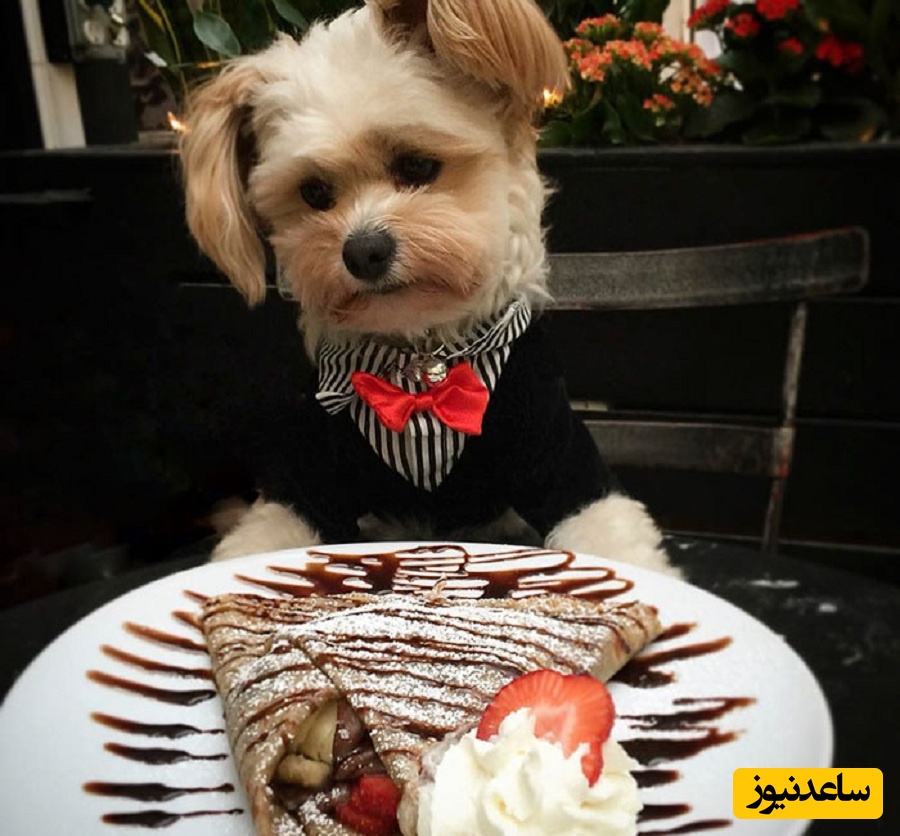 افتتاح اولین رستوران حیوانات در ایران / از پاستای سگ فردو تا کیک ‌میلیونی که از غذاهای آدمیزاد هم گران‌تر هستند