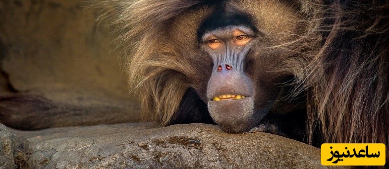 دیدن عنتر در خواب چه تعبیری دارد؟ / تعبیر خواب عنتر