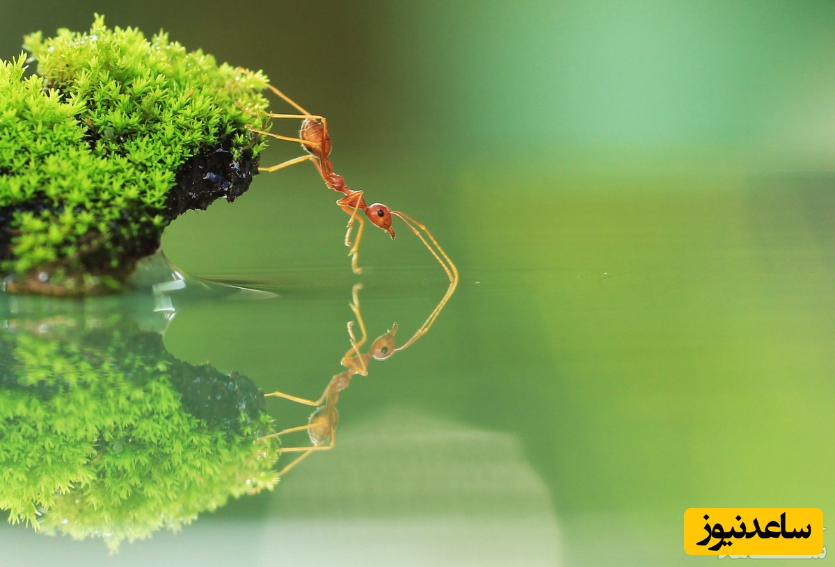 دیدن تقلا(تلاش و کوشش) در خواب چه تعبیری دارد؟ / تعبیر خواب تقلا