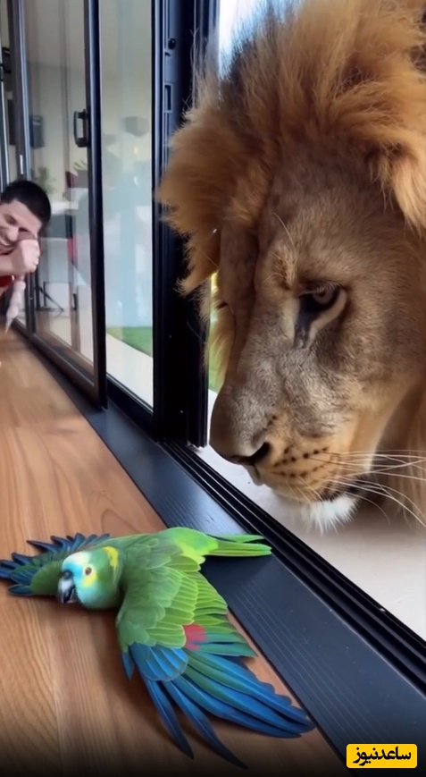 صحنه فوق خنده دار از غش کردن بلبل😂 این دیگ آخر خنده بود+ فیلم