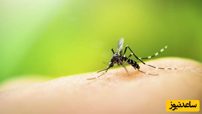 آمپول بدون درد با الهام از پشه ساخته شد