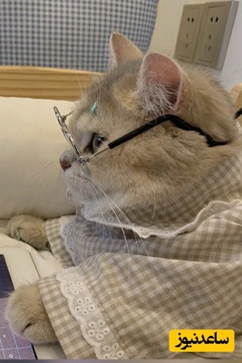 (عکس) پدر و مادر ایرانی که دیگه خسته شدن دست به خلاقیت عجیبی زدن؛ ببینید برای درس خوندن پسرشون دست به چه کاری زدن!😂