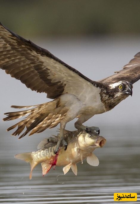 حیات وحش ؛ لحظه شگفت انگیز و باورنکردنی شکار ماهی توسط عقاب از اعماق دریا+ فیلم