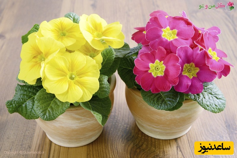 نحوه پرورش و نگهداری پامچال