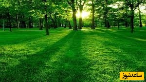 دیدن سبزه در خواب چه تعبیری دارد؟ / تعبیر خواب سبزه