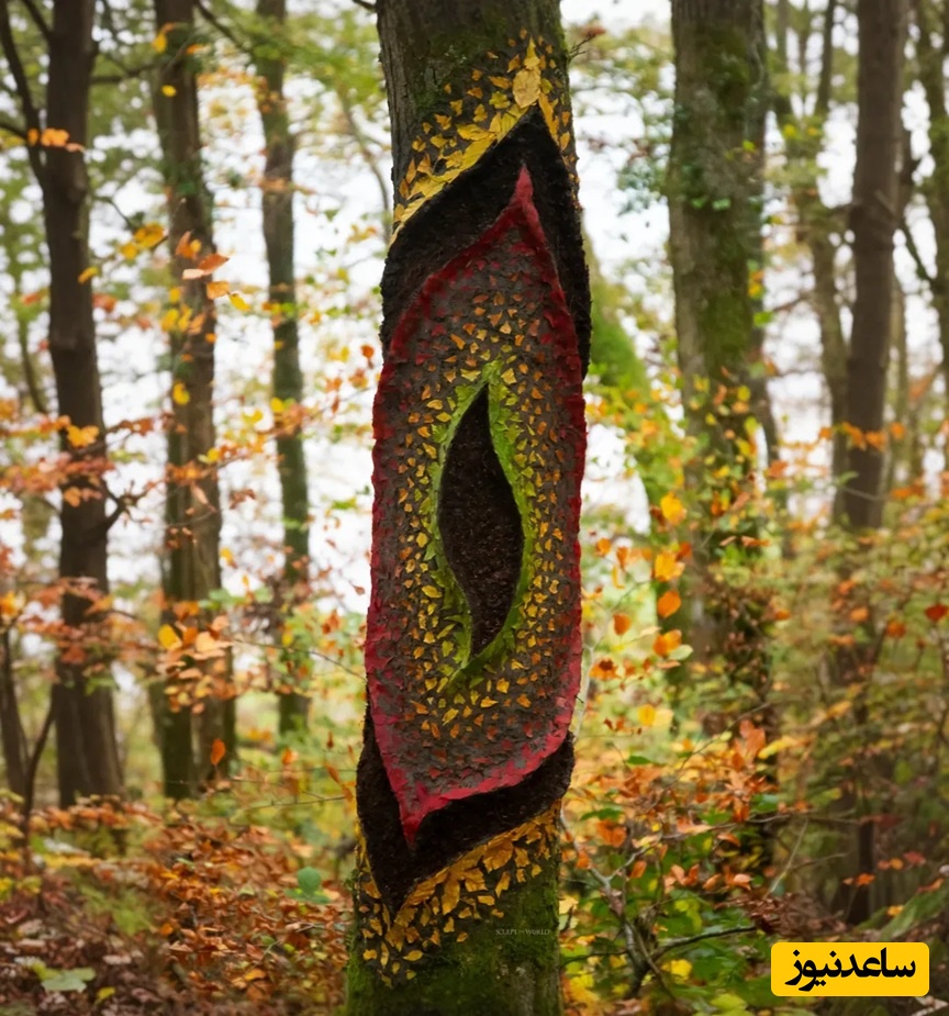 یقه‌های منحنی، جنگل‌های لیتل میلفورد، ولز