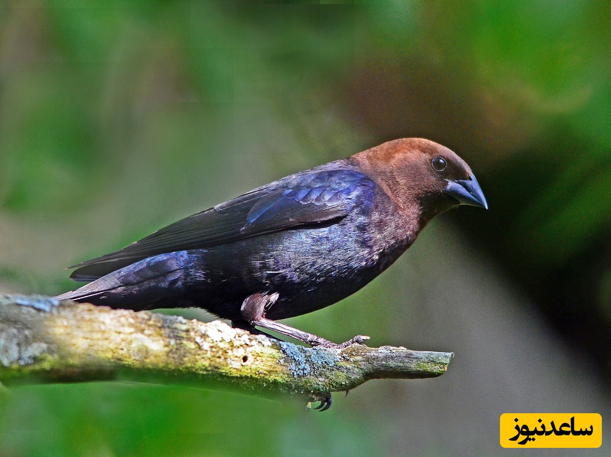 گاومرغ سرقهوه‌ای 