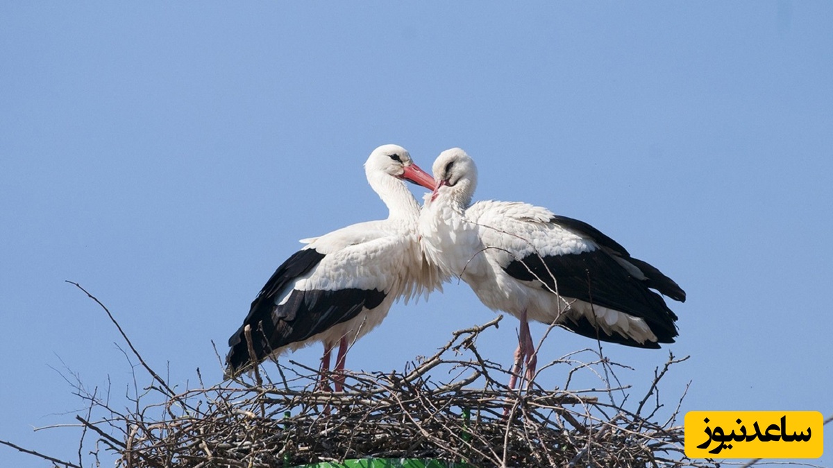 ایده خلاقانه و شگفت‌انگیز عکاس برای ثبت صحنه‌ای عاشقانه بین زوج لک‌لک بروجردی که قهر کرده بودند / قهر نکن! برات ماه رو آوردم!😂