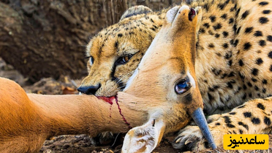 (ویدئو) مستند حیات وحش حیوانات/ راز بقا، این داستان: حمله بی‌رحمانه و نفس‌گیر پلنگ به ایمپالای تازه متولد شده