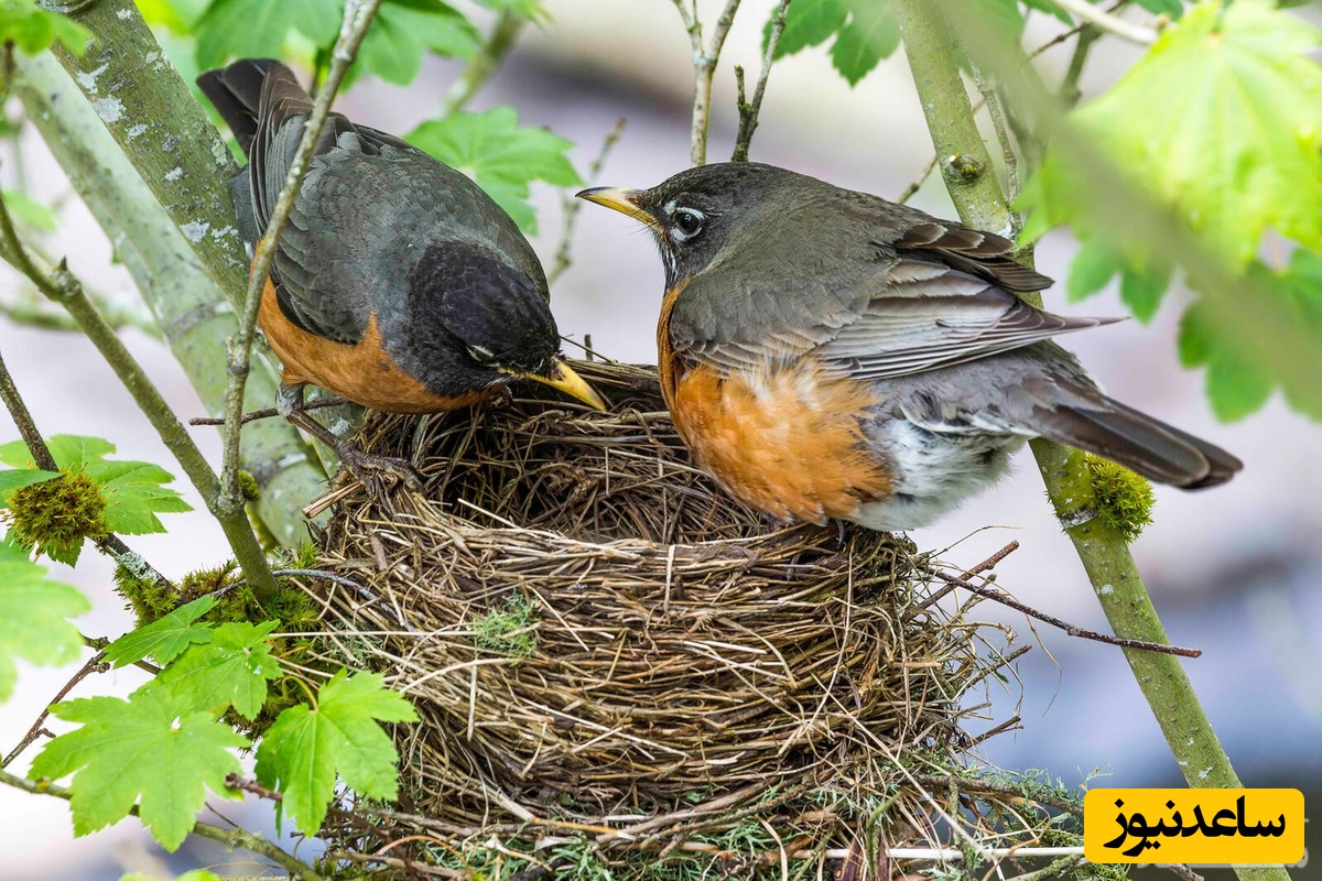 دیدن آشیانه در خواب چه تعبیری دارد؟ / تعبیر خواب آشیانه