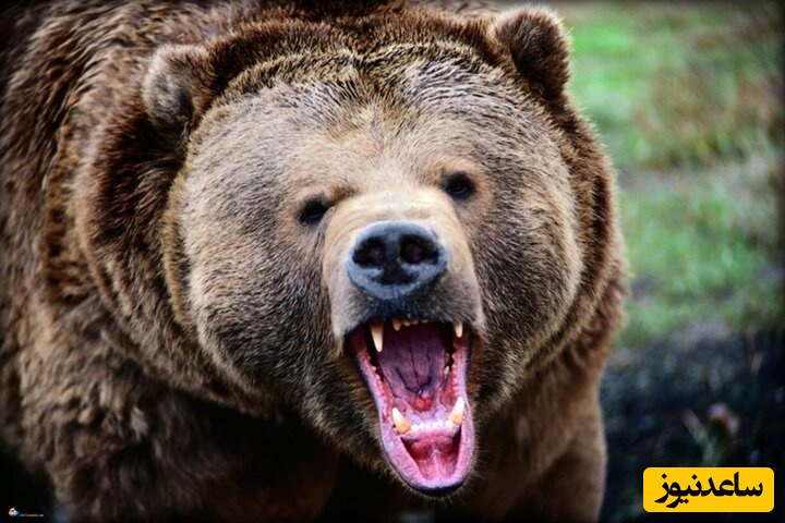 تماشا کنید: لحظه هولناک حمله خرس قهوه ای 500 کیلویی به یک شهروند اردبیلی در مشکین شهر +فیلم/ ماشالله ایشالله نداره داداش فرار کن....