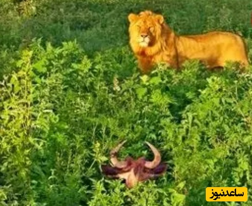 (ویدئو) حیات وحش ؛ مستند حیات وحش حیوانات/ شکار ساده یک «کل یالدار» توسط «شیر گرسنه»