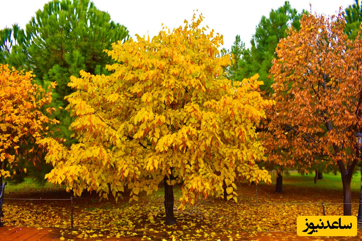باغ گیاه شناسی