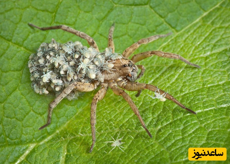 مستند حیات وحش؛ لحظاتی خیره‌کننده از مادری کردن یک عنکبوت برای 10 فرزندش!+ ویدیو