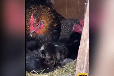 ببینید|  ویدئویی جالب و غیرمنتظره از یک مرغدایی که مرغ‌ها پرستار بچه‌گربه‌ها شدند!
