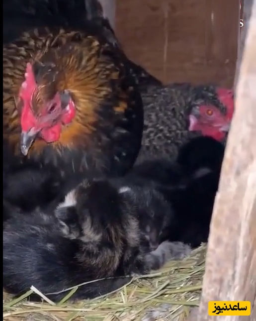 ببینید|  ویدئویی جالب و غیرمنتظره از یک مرغدایی که مرغ‌ها پرستار بچه‌گربه‌ها شدند!