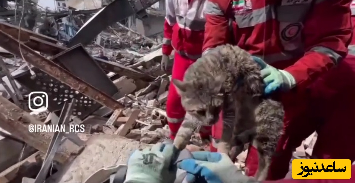 فیلم | عملیات نجات گربه‌ای که ترسیده و زیرآوار مانده