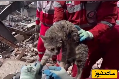 فیلم | عملیات نجات گربه‌ای که ترسیده و زیرآوار مانده
