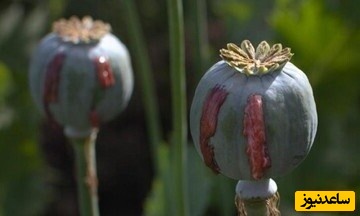 80 سال پیش معتادها چگونه ترک می‌کردند؟ + عکس/ کمپ ترک اعتیاد در دهه 30