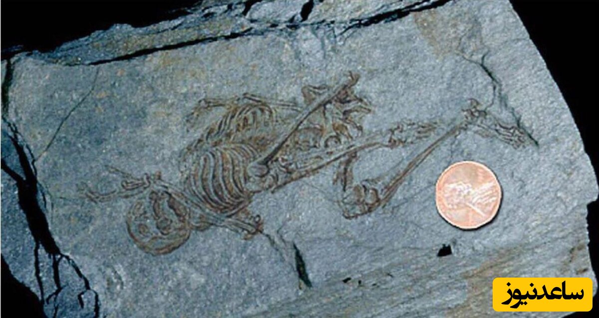کشف شگفت انگیز فسیل های «طلایی» 183 میلیون ساله!+عکس