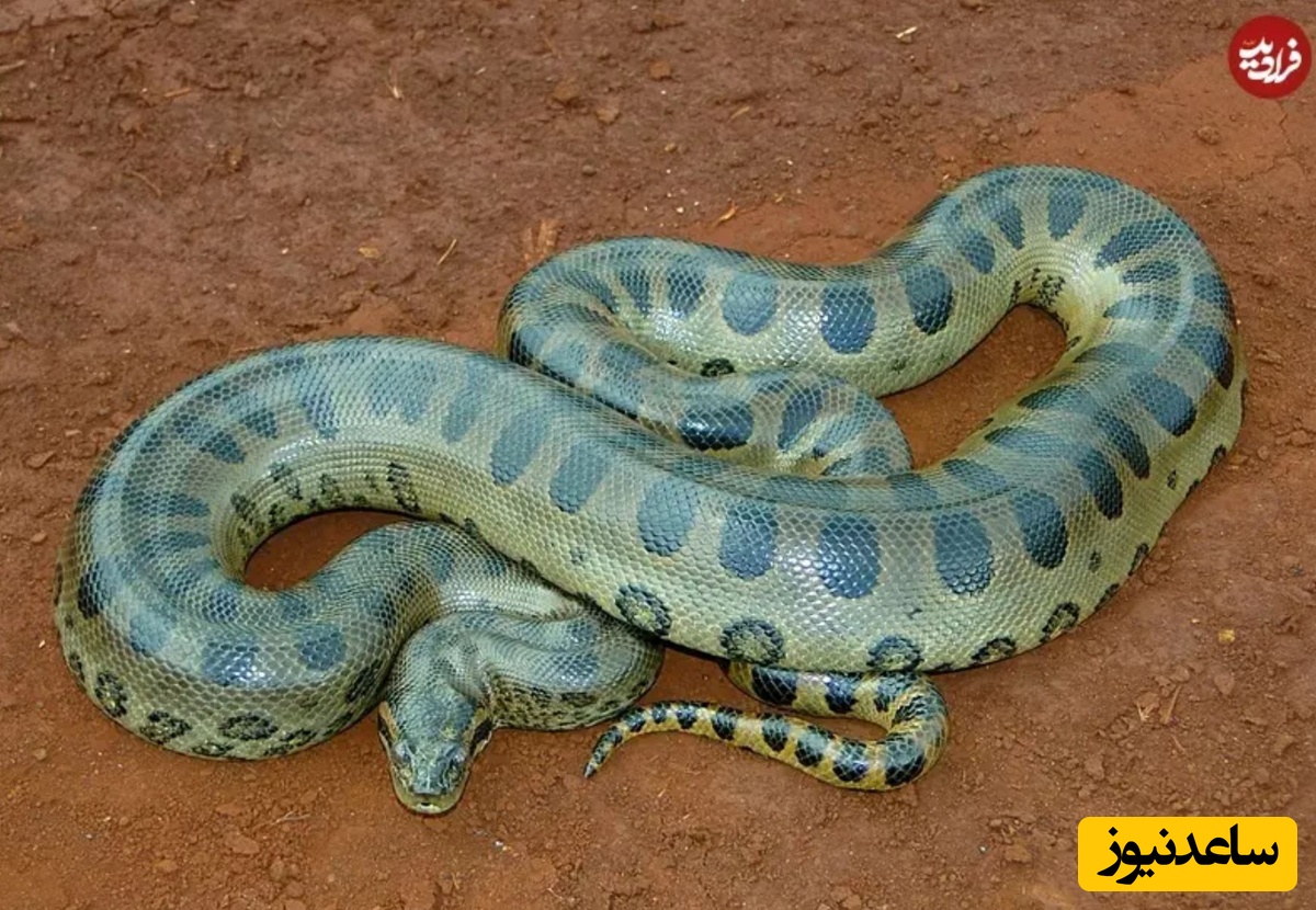 آناکوندای سبز